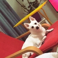 Pomeranyalı, Köpek  Muhtar fotoğrafı