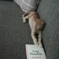 Sarman, Kedi  İris fotoğrafı