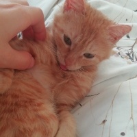 Sarman, Kedi  İris fotoğrafı