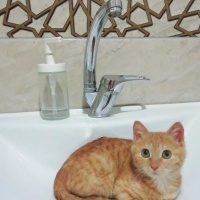 Sarman, Kedi  İris fotoğrafı