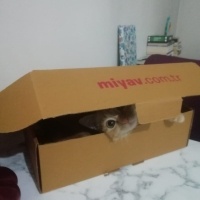 Sarman, Kedi  İris fotoğrafı