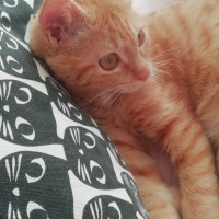 Sarman, Kedi  İris fotoğrafı