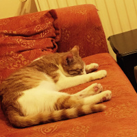 Tekir Kedi, Kedi  Mia fotoğrafı