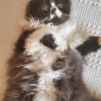 İran Kedisi (Persian), Kedi  Zeytin fotoğrafı