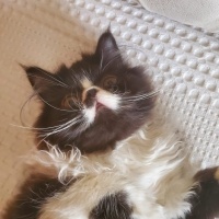 İran Kedisi (Persian), Kedi  Zeytin fotoğrafı