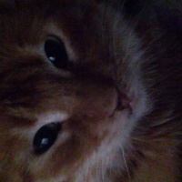 Tekir Kedi, Kedi  mia fotoğrafı