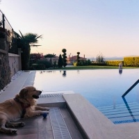 Golden Retriever, Köpek  Paşa fotoğrafı