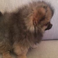 Pomeranyalı, Köpek  Lola fotoğrafı