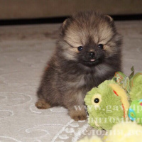 Pomeranyalı, Köpek  Lola fotoğrafı