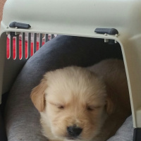 Golden Retriever, Köpek  Ares fotoğrafı