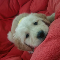 Golden Retriever, Köpek  Ares fotoğrafı