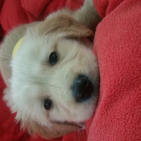 Golden Retriever, Köpek  Ares fotoğrafı