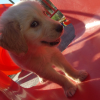 Golden Retriever, Köpek  Ares fotoğrafı