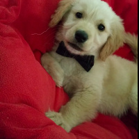 Golden Retriever, Köpek  Ares fotoğrafı