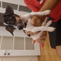 Jack Russell Terrier, Köpek  Müdür fotoğrafı