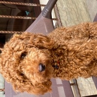 Poodle(Standart Kaniş), Köpek  Rex fotoğrafı