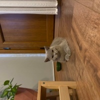 British Shorthair, Kedi  EROS fotoğrafı