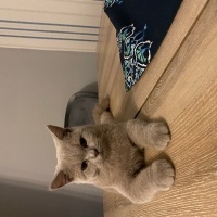 British Shorthair, Kedi  EROS fotoğrafı