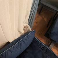 British Shorthair, Kedi  EROS fotoğrafı