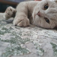 British Shorthair, Kedi  EROS fotoğrafı