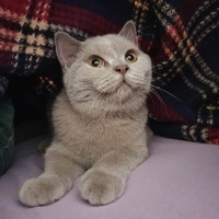 British Shorthair, Kedi  EROS fotoğrafı