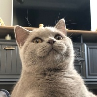 British Shorthair, Kedi  EROS fotoğrafı