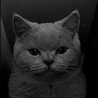 British Shorthair, Kedi  EROS fotoğrafı