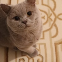 British Shorthair, Kedi  EROS fotoğrafı
