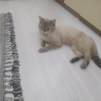 British Shorthair, Kedi  duman fotoğrafı