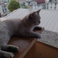British Shorthair, Kedi  duman fotoğrafı