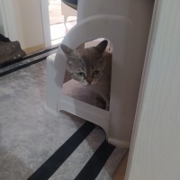 British Shorthair, Kedi  duman fotoğrafı