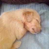 Golden Retriever, Köpek  .. fotoğrafı
