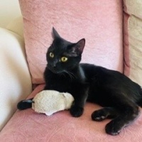 British Shorthair, Kedi  karamella fotoğrafı