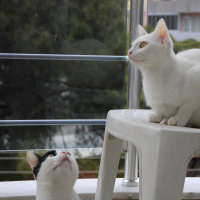 Tekir Kedi, Kedi  bulut fotoğrafı
