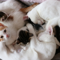 Tekir Kedi, Kedi  bulut fotoğrafı