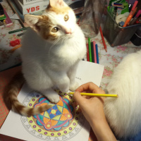 Tekir Kedi, Kedi  bulut fotoğrafı