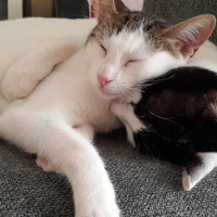 Tekir Kedi, Kedi  bulut fotoğrafı