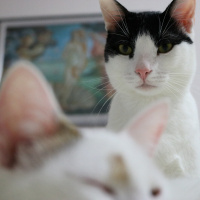 Tekir Kedi, Kedi  bulut fotoğrafı