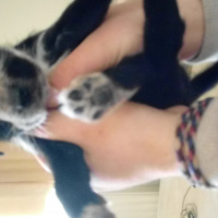 İngiliz Setter, Köpek  21 mart doğumlu 5 erkek ve 4 dişi av köpekleri fotoğrafı