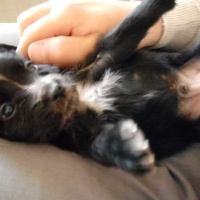 İngiliz Setter, Köpek  21 mart doğumlu 5 erkek ve 4 dişi av köpekleri fotoğrafı