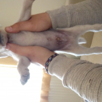 İngiliz Setter, Köpek  21 mart doğumlu 5 erkek ve 4 dişi av köpekleri fotoğrafı