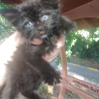 Tekir Kedi, Kedi  Gecem fotoğrafı