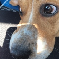 Beagle, Köpek  Dutch fotoğrafı
