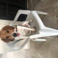 Beagle, Köpek  Dutch fotoğrafı