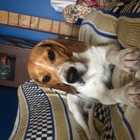 Beagle, Köpek  Dutch fotoğrafı