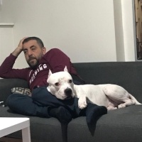 Dogo Arjantin, Köpek  sayko fotoğrafı