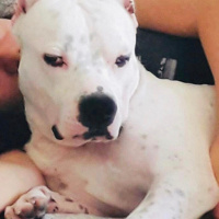 Dogo Arjantin, Köpek  sayko fotoğrafı