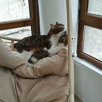 Tekir Kedi, Kedi  Missy fotoğrafı