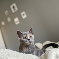 British Shorthair, Kedi  Balım fotoğrafı