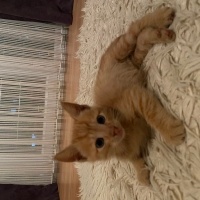 Sarman, Kedi  minnoş fotoğrafı